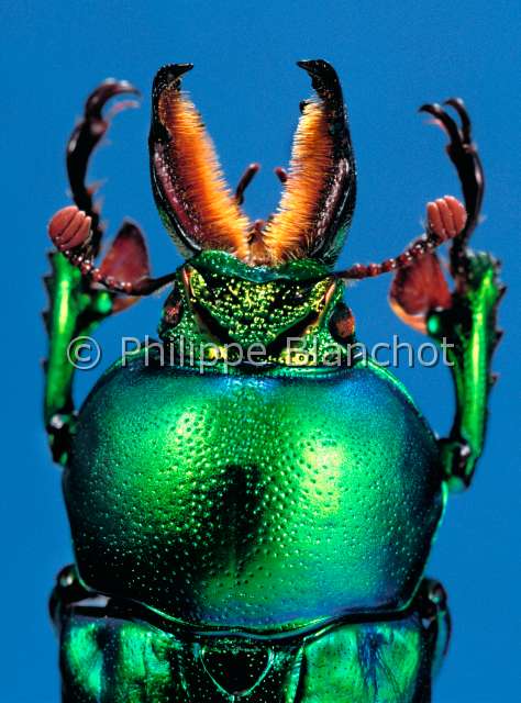 Lamprima aurata male.JPG - Lamprima aurata (Portrait)Lucane maleStag beetleColeopteraLucanidaeAustralie